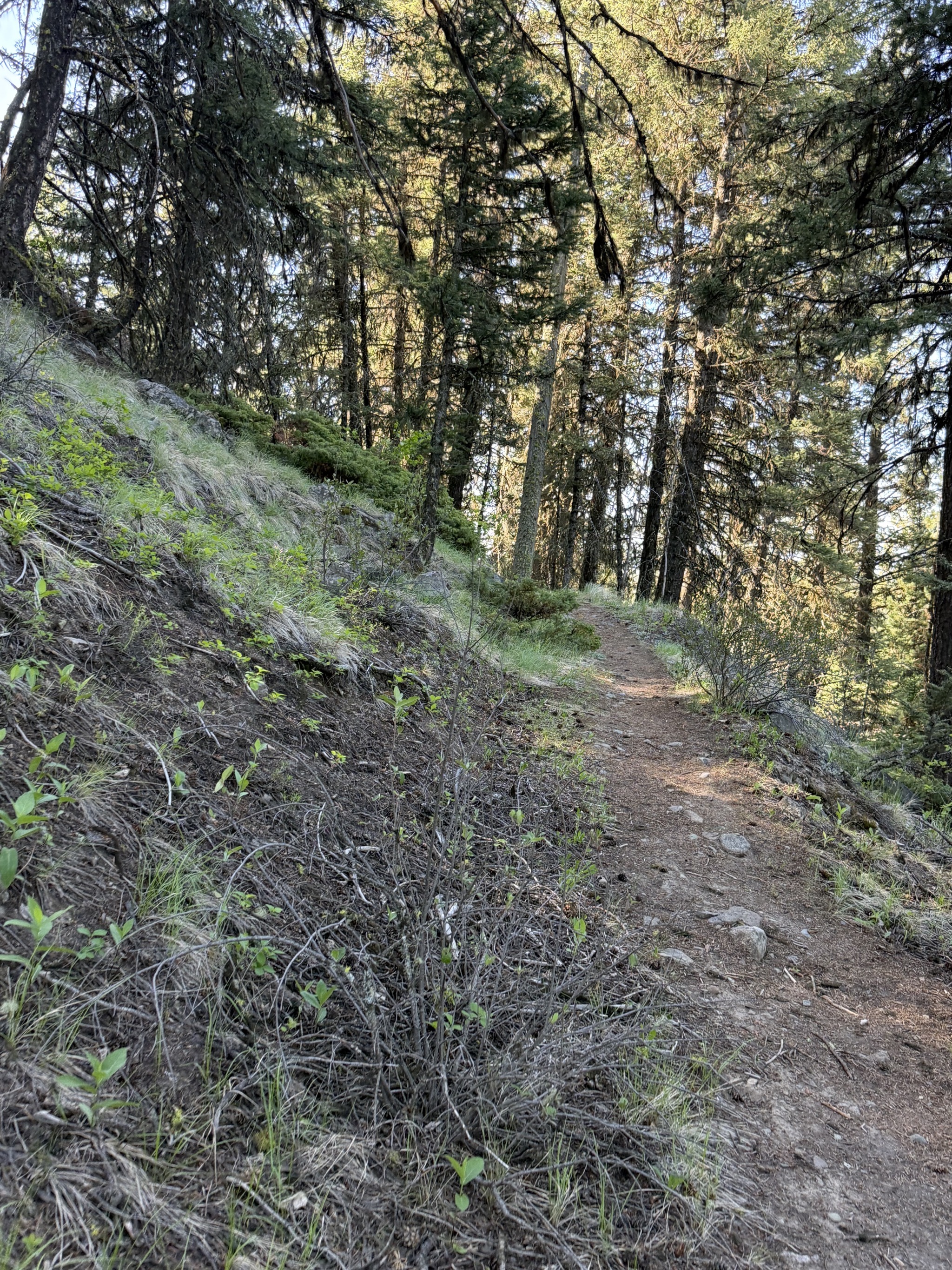 Trail up the mountain