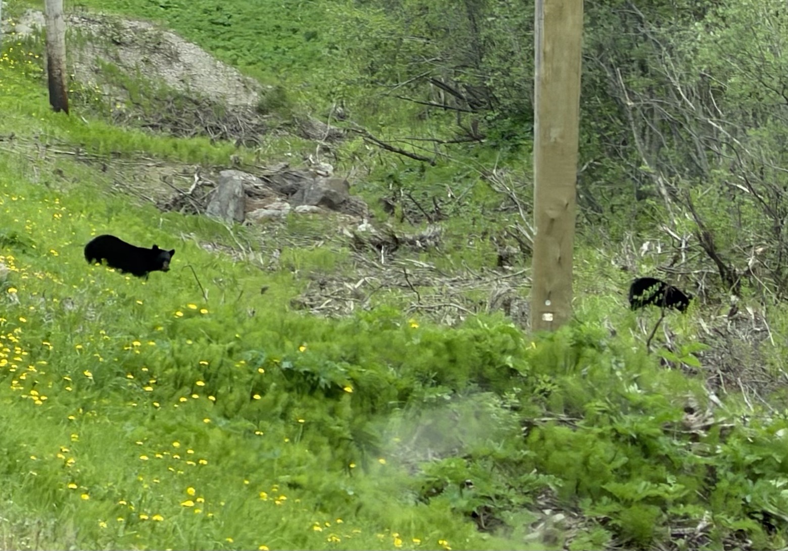 Bears!
