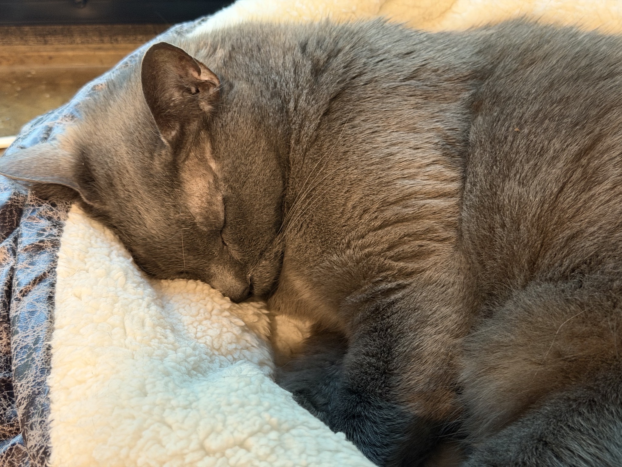Sleepy cat in a heated bed