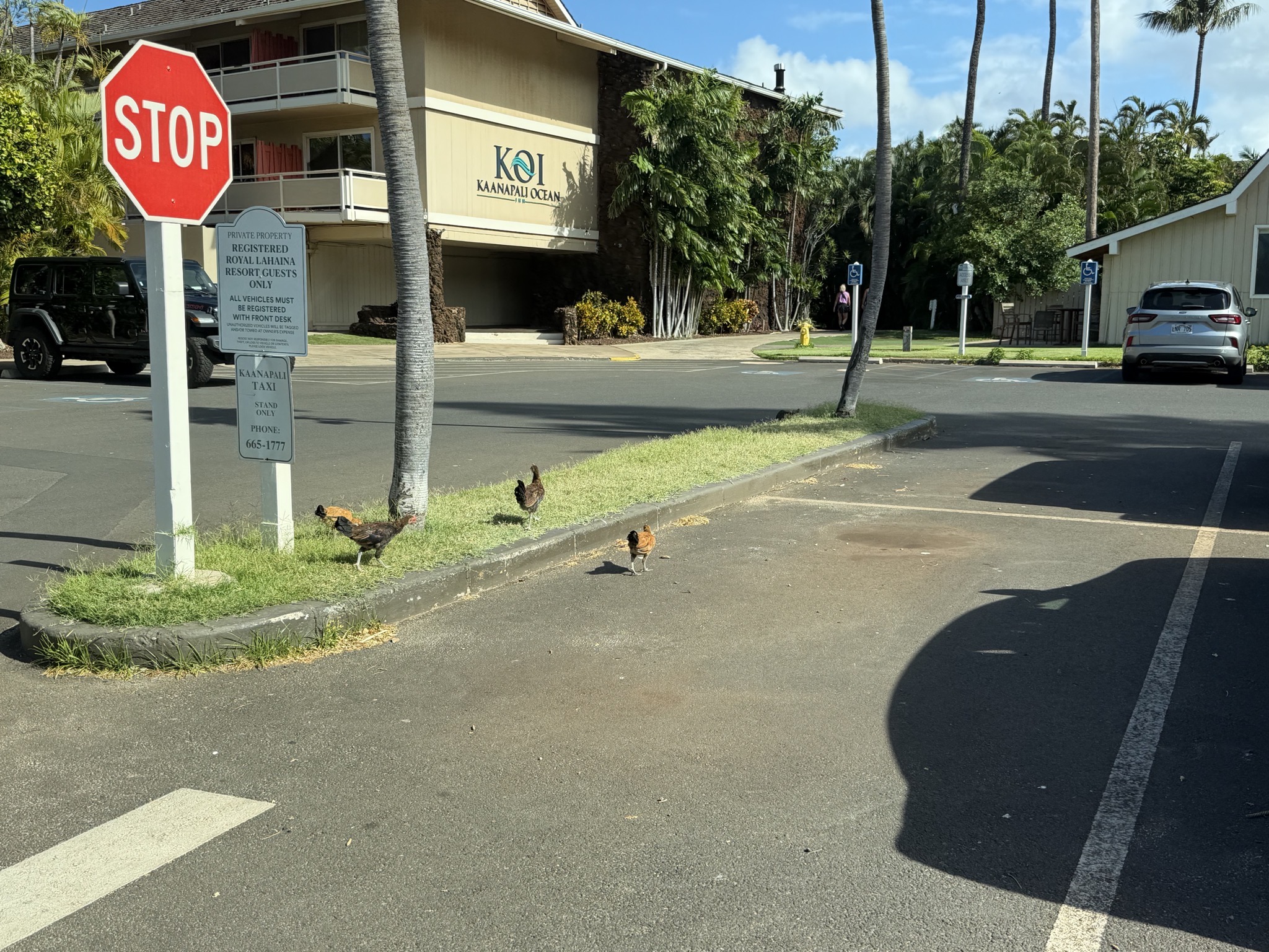 Wild chickens in the resort parking lot