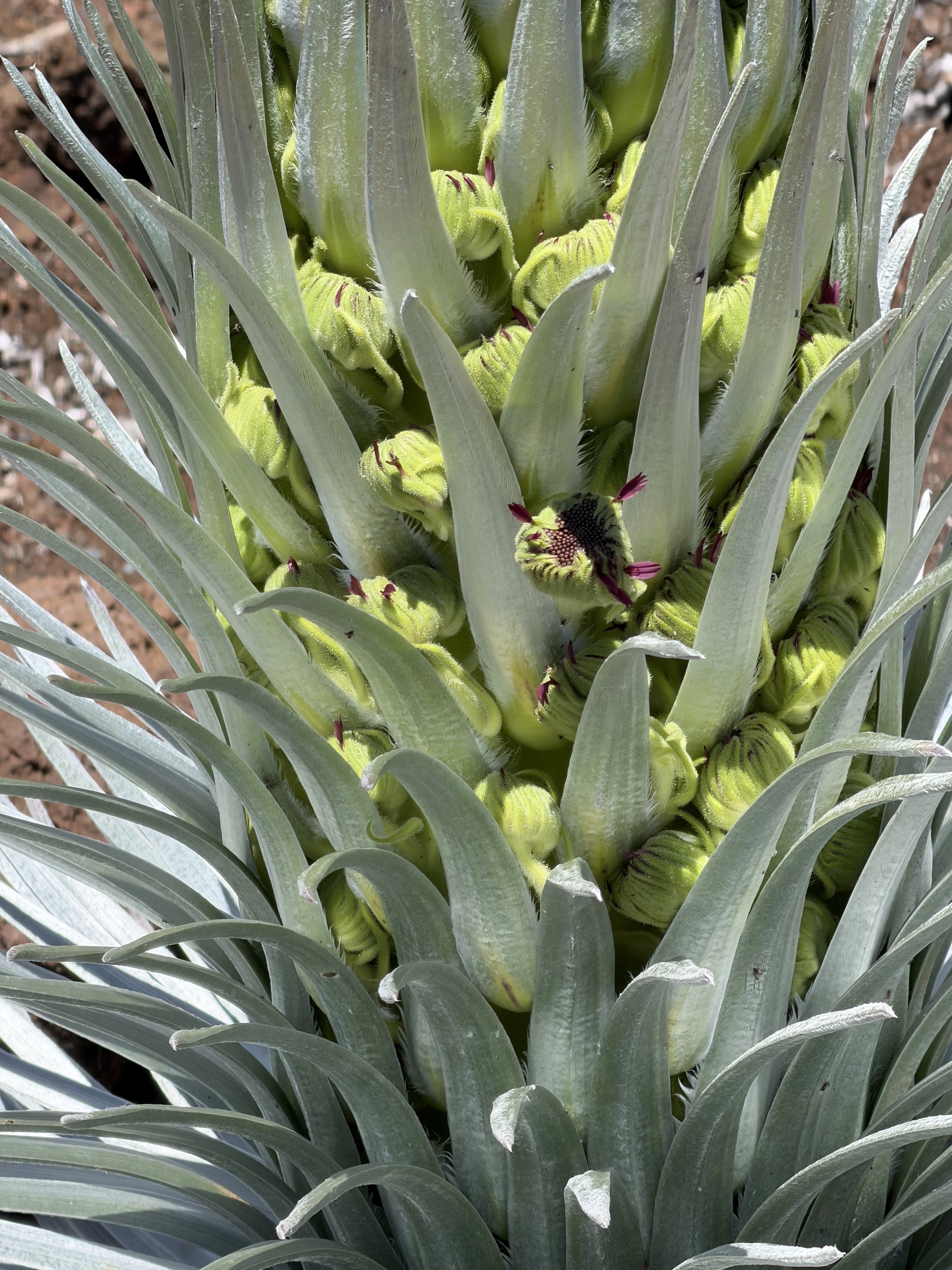 ʻĀhinahina
