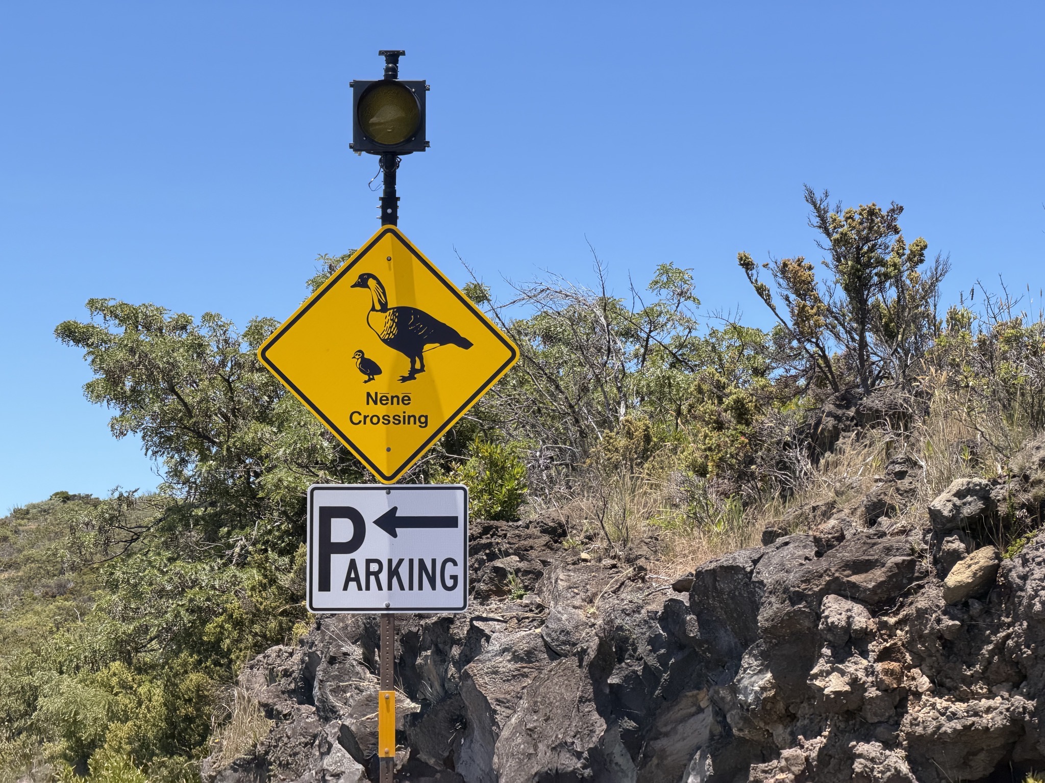 Nene crossing